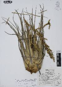 Tillandsia utriculata image