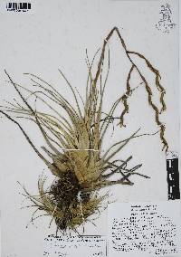 Tillandsia utriculata image