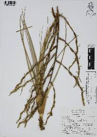 Tillandsia utriculata image