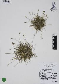 Tillandsia recurvata image