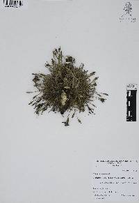 Tillandsia recurvata image