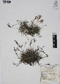 Tillandsia recurvata image