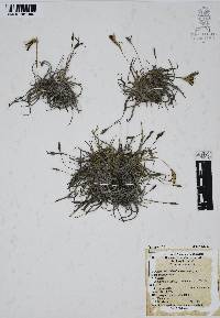 Tillandsia recurvata image