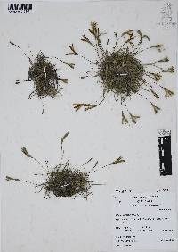 Tillandsia recurvata image