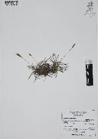 Tillandsia recurvata image