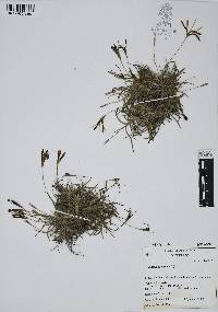Tillandsia recurvata image