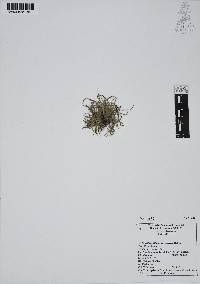 Tillandsia recurvata image