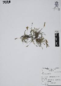 Tillandsia recurvata image