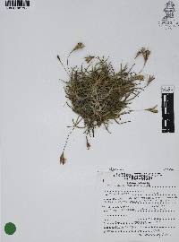 Tillandsia recurvata image