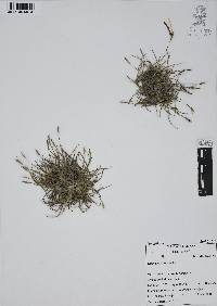 Tillandsia recurvata image