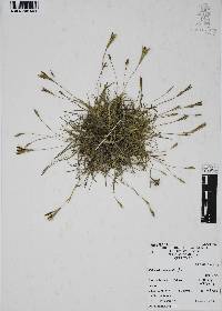 Tillandsia recurvata image