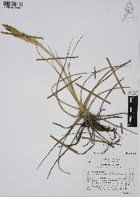 Tillandsia schiedeana image