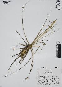 Tillandsia schiedeana image