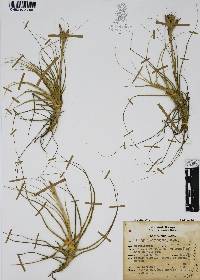 Tillandsia schiedeana image