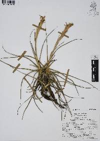 Tillandsia schiedeana image