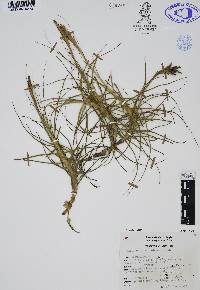 Tillandsia schiedeana image