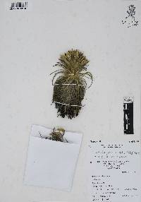 Tillandsia atroviridipetala image