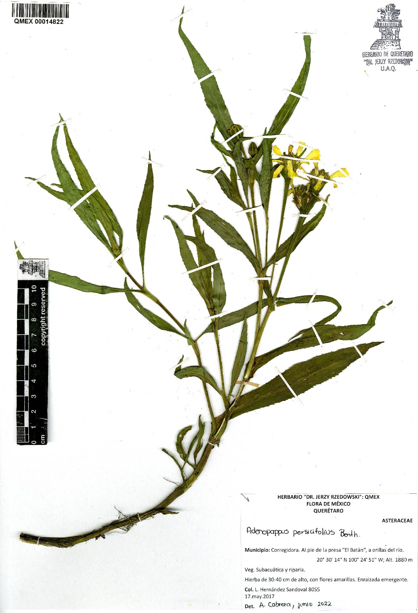 Tagetes persicifolia image