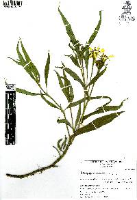 Image of Tagetes persicifolia