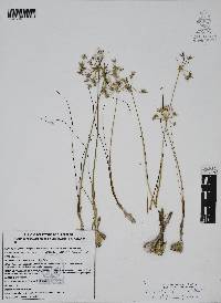 Allium rhizomatum image