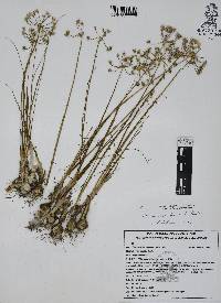 Allium rhizomatum image