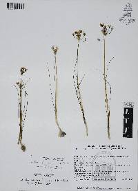 Allium rhizomatum image