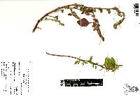 Amaranthus cruentus image