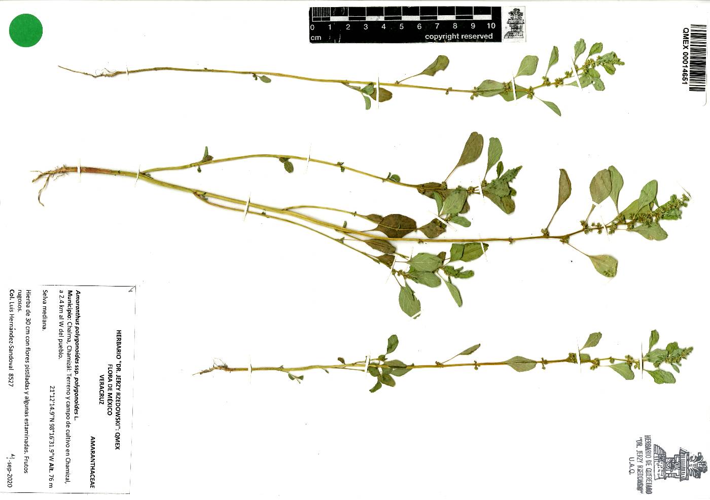 Amaranthus polygonoides subsp. polygonoides image