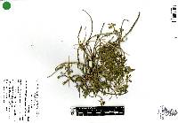 Amaranthus polygonoides image