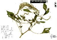 Amaranthus spinosus image