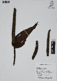 Anthurium huixtlense image