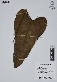 Anthurium huixtlense image