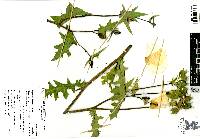 Argemone grandiflora image