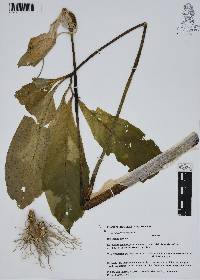 Arisaema dracontium image