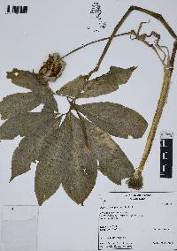 Arisaema dracontium image