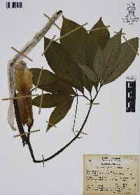 Arisaema dracontium image