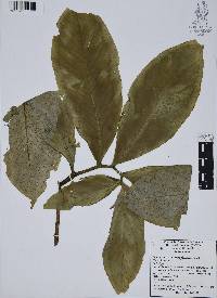 Arisaema dracontium image