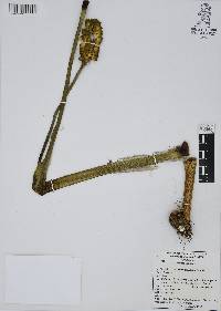 Arisaema dracontium image