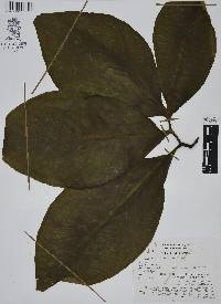 Arisaema dracontium image