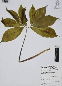 Arisaema dracontium image
