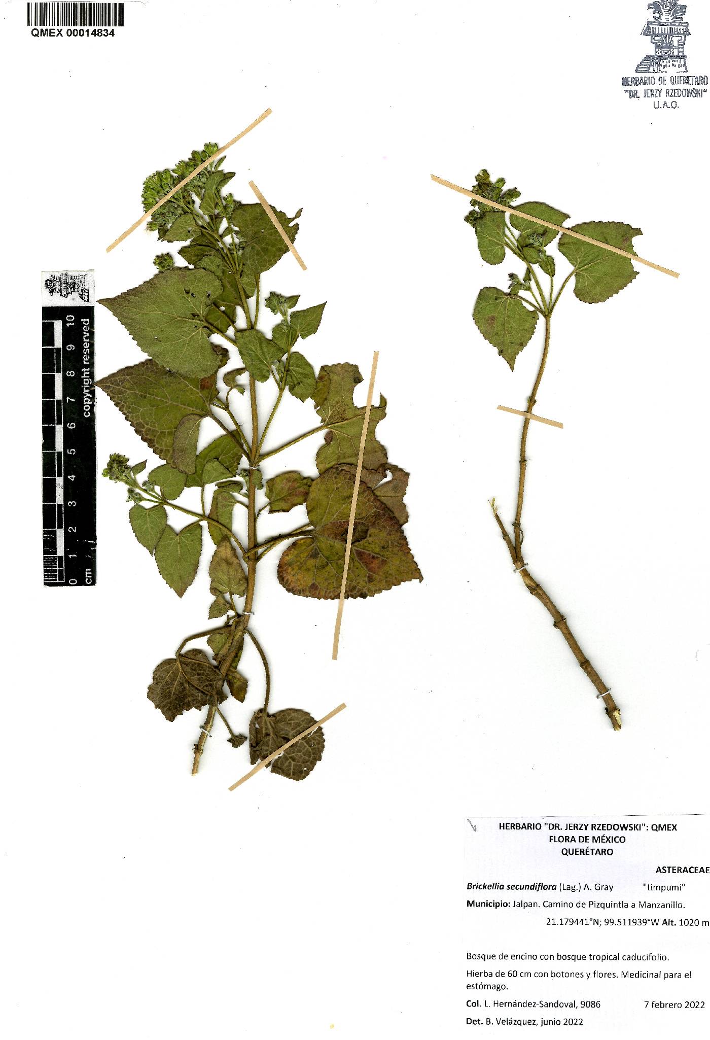 Brickellia secundiflora image