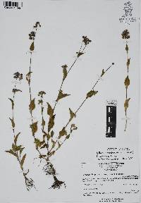 Callisia purpurascens image