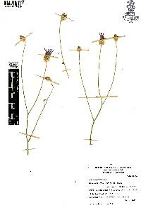 Catananche caerulea image