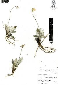 Chaptalia hololeuca image