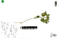 Chenopodium fremontii image