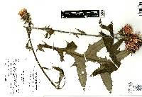 Cirsium conspicuum image