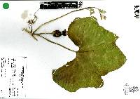 Cucurbita argyrosperma image