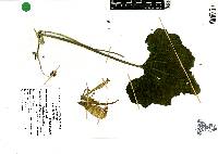 Cucurbita argyrosperma image