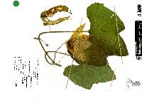 Cucurbita argyrosperma image