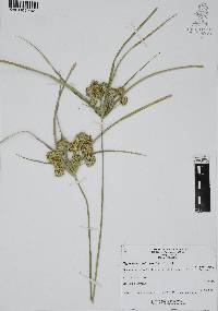 Cyperus acuminatus image